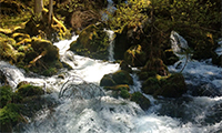 [Translate to English:] Quelle inmitten von Wald